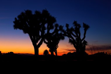 Joshua Tree, Joshua Tree National Park, ABD üzerinden günbatımı