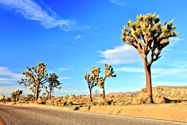 Estrada do Deserto com Joshua Trees no Parque Nacional Joshua Tree, EUA — Fotografia de Stock