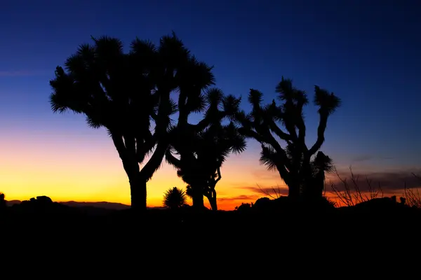 Západ slunce nad Joshua Tree, Joshua Tree National Park, Usa — Stock fotografie