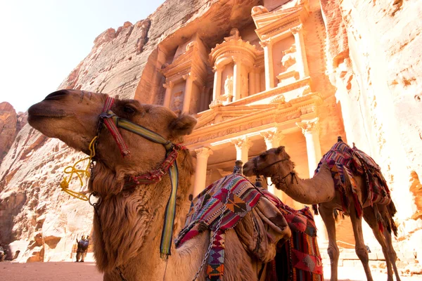 Kameel voor de Treasury (Al Khazneh) in oude stad van Petra, Jordanië — Stockfoto