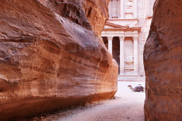 O Tesouro (Al Khazneh) da Cidade Antiga de Petra com Camel, Jordânia — Fotografia de Stock