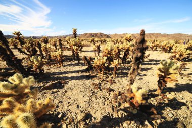 Cholla kaktüs Bahçe, Joshua Tree National Park, Kaliforniya, ABD