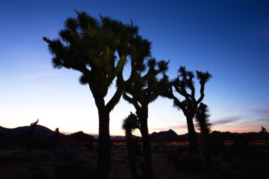 Joshua Tree, Joshua Tree National Park, ABD üzerinden günbatımı