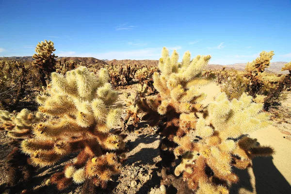 Cholla Cactus Garden no Parque Nacional Joshua Tree, Califórnia, EUA — Fotografia de Stock