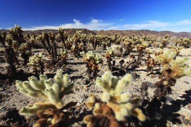 Cholla kaktüs Bahçe, Joshua Tree National Park, Kaliforniya, ABD