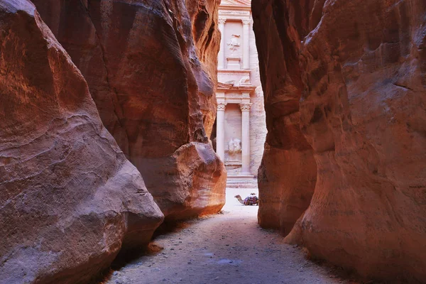 De Treasury (Al Khazneh) van Petra oude stad met Camel, Jordanië — Stockfoto
