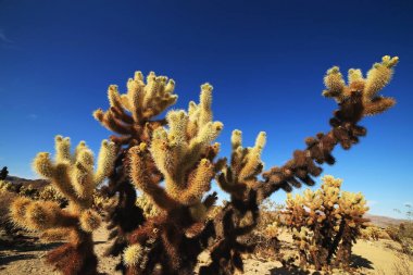 Cholla kaktüs Bahçe, Joshua Tree National Park, Kaliforniya, ABD