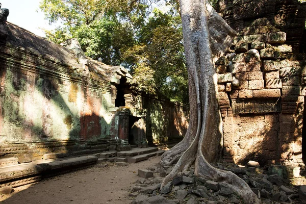 Temple Ta Prohm, temples d'Angkor, Cambodge — Photo