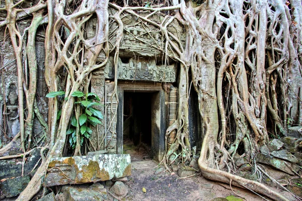 Templo Prohm Templos Angkor Camboya Imagen de stock