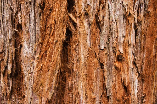 거 대 한 레드우드 나무 질감, 배경 — 스톡 사진