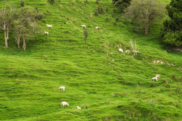 Nouvelle Zélande Campagne Avec Des Moutons Sur Colline — Photo