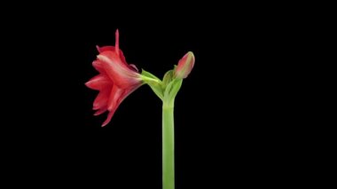 Sıcak tavuskuşu amaryllis açma Rgb + Alfa hızlandırılmış mat biçimi