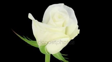 Hızlandırılmış Akito yükseldi açılış Rgb + Alfa mat biçimi