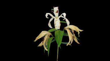 Ölmek üzere olan Beyaz Zambak Rbg + Alfa hızlandırılmış mat biçimi