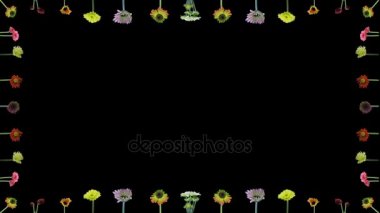 Gerbera çiçekleri açma Rgb + Alfa çerçeve mat biçimi