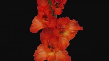 Kırmızı gladiolus çiçeğinin Rgb + Alpha matte biçiminde açılışı siyah arkaplanda izole edildi