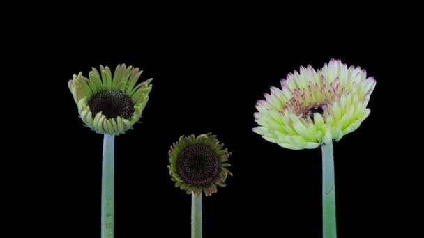 Time-lapse of growing and opening pink, pink and white gerbera flowers 1a2 isolated on black background