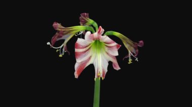 Rgb + Alpha mat biçiminde ölen kırmızı ve beyaz amarillis Ambiance 15a3 'ün zaman atlaması siyah arkaplanda izole edildi