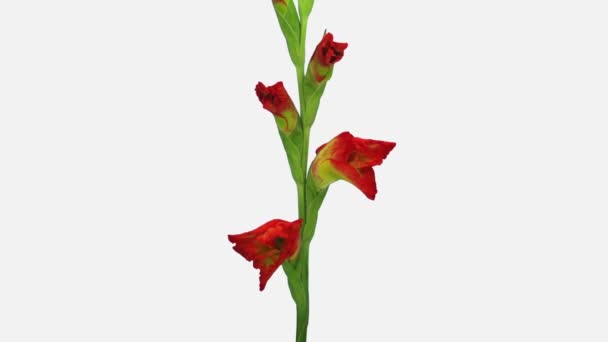 Time Lapse Öppning Hybrid Gladiolus Blomma 4E2W Isolerad Vit Bakgrund — Stockvideo