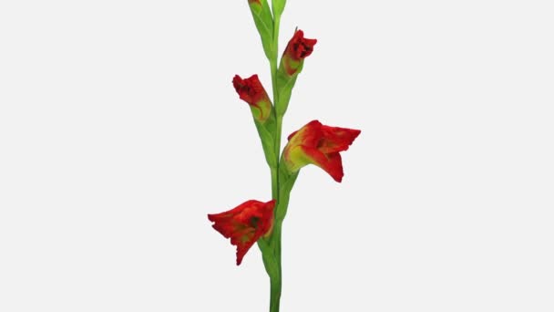 Time-lapse de l'ouverture hybride fleur de gladiole 4e2w isolé sur fond blanc 