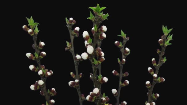 アプリコット またはPrunus Armeniaca の花の花束の時間経過は Rgb アルファマット形式で黒の背景に隔離された3I3枝 — ストック動画