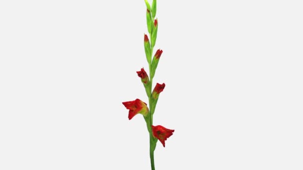 Time-lapse de l'ouverture hybride fleur de gladiole 4a2w isolé sur fond blanc 