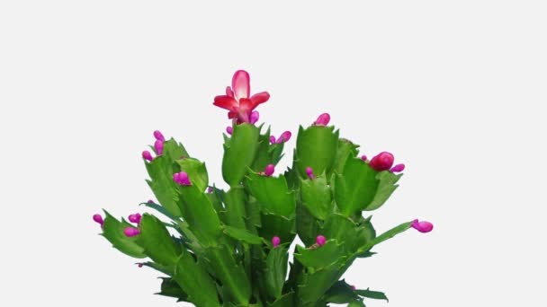 Time Lapse Growing Blooming Pink Christmas Cactus Schlumbergera 7D2W Isolated — Stock Video