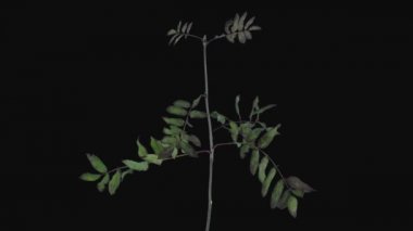 Rowan 'ı kurutma sürati, Rgb + Alpha matte biçiminde siyah arkaplanda 5d3 dalını terk eder