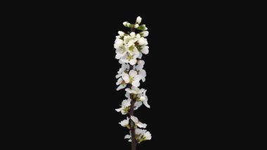 Çiçek açan Nanking Cherry 'nin (Prunus tomentosa) Rgb + Alpha mat biçimi siyah arkaplanda izole edilmiş 1c3 dalı. Diğer isimler: Kore kirazı, mançur kirazı, pasaklı kiraz.