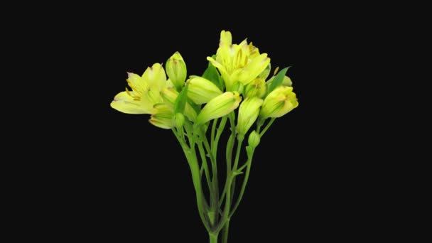 Tempo Abertura Amarelo Alstroemeria 1D2 Isolado Sobre Fundo Preto — Vídeo de Stock