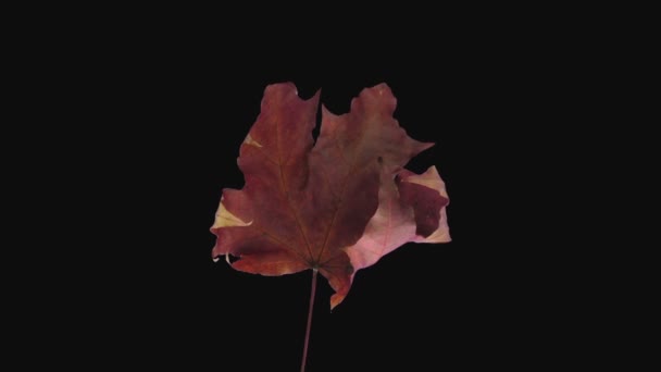 乾燥の時間経過黒の背景に単離されたカエデの葉1D2 — ストック動画