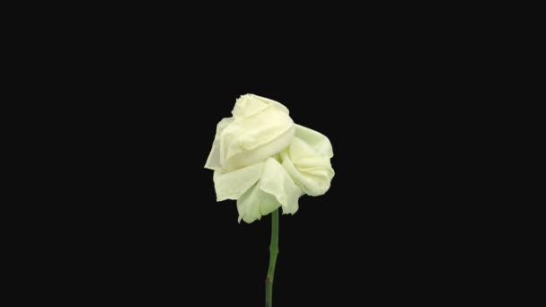 Time Lapse Resurrection White Four Seasons Rose 1C2 Rev Isolated — Stockvideo