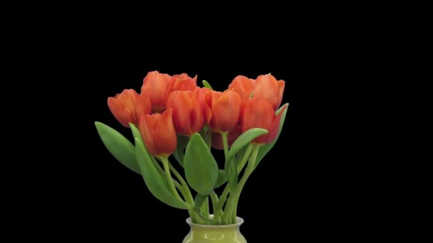 Time Lapse Opening Red Tulip Escape Bouquet Vase 1C3 Rgb — ストック動画