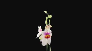 Beyaz pembe Orkide Miltonia Capitola 1b3 'ün Rgb + Alpha mat formatında açılışı siyah arkaplanda izole edildi