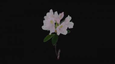 Time-lapse of opening white rhododendron branch 10a3 in RGB + ALPHA matte format isolated on black background