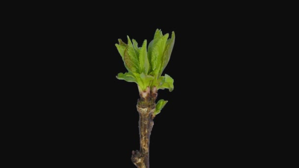 Time Lapse Growing Elderberry Tree Elder Sambucus Brotes 1G2 Aislados — Vídeo de stock