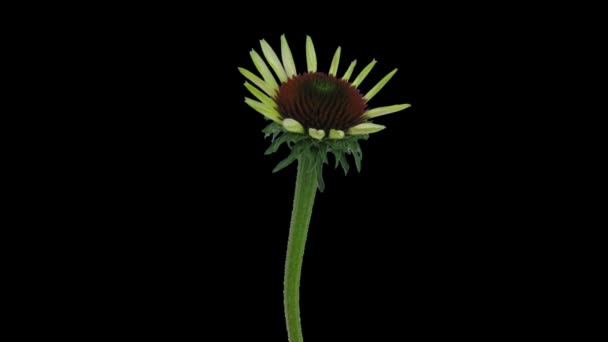 Plazo Apertura Flor Echinacea 5C2 Aislado Sobre Fondo Negro — Vídeo de stock