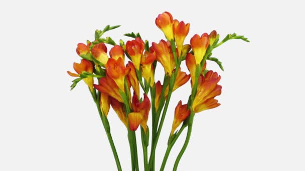 Time Lapse Dying Orange Freesia Flower 4A2W Isolated White Background — Stock Video