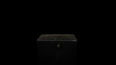 Büyüyen fasulye Wawelska (Vicia faba) tohumunun zaman aşımı 1a2 siyah zemin üzerinde izole