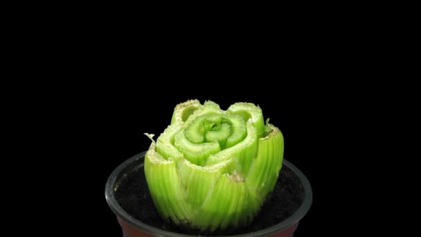 Time Lapse Drying Growing Celery Vegetable Apium Graveolens Var Rapaceum — Stock Video