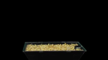 Filizlenen mikro yeşilliklerin hızlandırılması yulaf tohumları (Avena sativa) 1a2 siyah arkaplan üzerinde izole