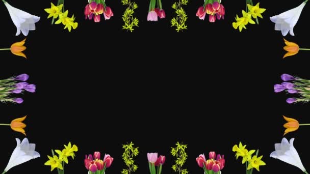 Frame Growing Opening Various Easter Time Flowers 2A3 Rgb Alpha — Stock Video