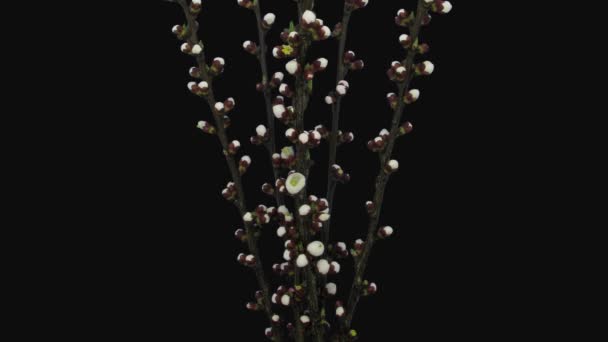 Bouquet Fleuri Branches Abricot Prunus Armeniaca 3F3 Format Rgb Alpha — Video