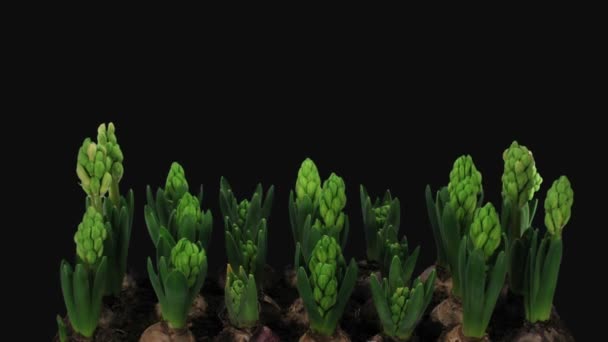 Time Lapse Van Het Groeien Openen Van Witte Roze Hyacint — Stockvideo