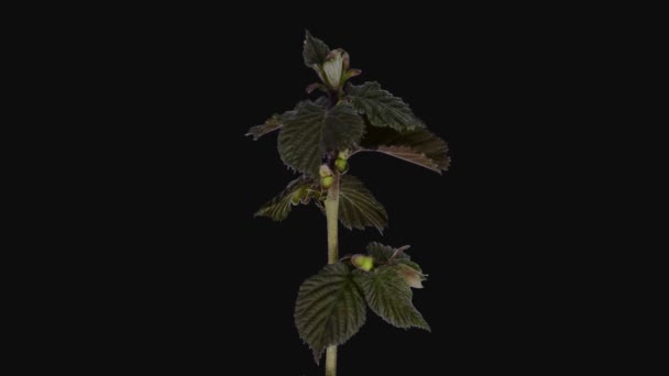 Lasso Tempo Crescita Nocciola Corylus Germogli 1D3 Formato Rgb Alpha — Video Stock