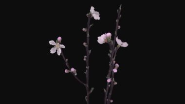 Çiçek açan ve dönen şeftali (Prunus Persica) ağaç dalları 2a3 RGB + ALPHA mat biçimi siyah arkaplanda izole edildi