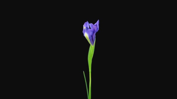 Time Lapse Opening Blue Yellow Iris 1A3 Rgb Alpha Ματ — Αρχείο Βίντεο