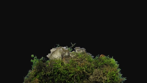 Time Lapse Growing Oyster Grey Mushroom Forest 1B3 Rgb Alpha — Stock Video