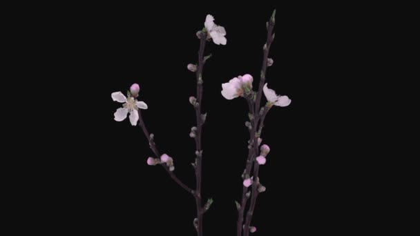 用Rgb Alpha衬垫格式从黑色背景中分离出开花和旋转桃 Prunus Persica 树枝2A3的时滞 — 图库视频影像