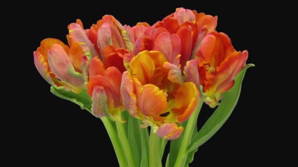 Time Lapse Abertura Red Papagaio Tulipa Flor 1H3 Rgb Alpha — Vídeo de Stock